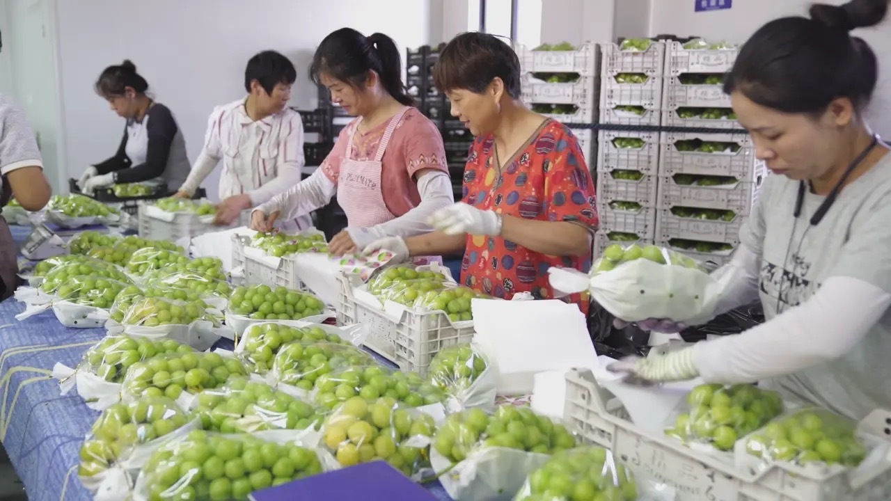 秀洲葡萄产业之变MG不朽情缘嘉兴